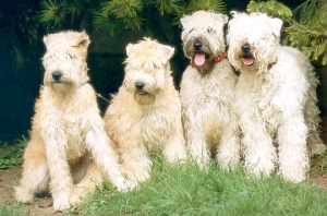 soft coated wheaten terriers